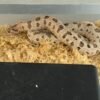 Super Arctic Conda Hognose Snake Paar