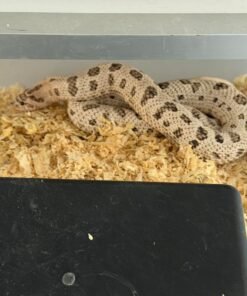Super Arctic Conda Hognose Snake Paar