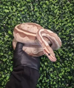 Lesser Het Axanthic Königspython kaufen