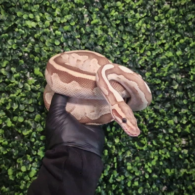 Lesser Het Axanthic Königspython kaufen