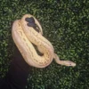 Super Pastel Lesser Red Axanthic Königspython kaufen