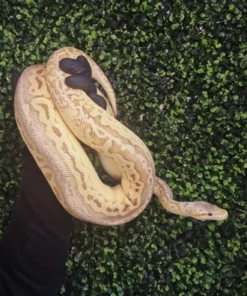 Super Pastel Lesser Red Axanthic Königspython kaufen