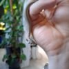 Superconda Hognose Snake
