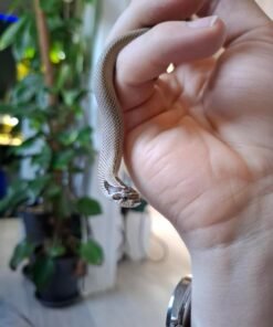 Superconda Hognose Snake