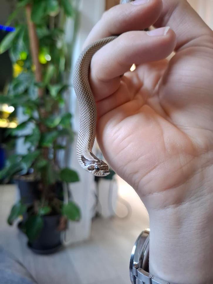Superconda Hognose Snake
