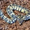 Pastel Double Het Clown VPI Axanthic Ball Python