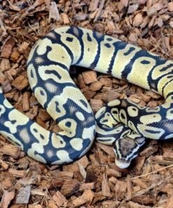 Pastel Double Het Clown VPI Axanthic Ball Python
