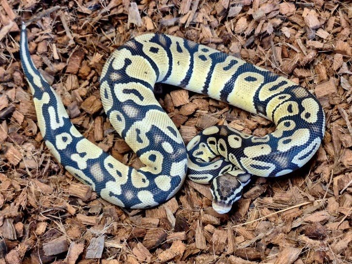 Pastel Double Het Clown VPI Axanthic Ball Python