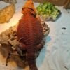 50% Red Monster Bartagame kaufen