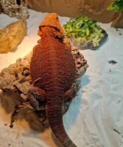 50% Red Monster Bartagame kaufen