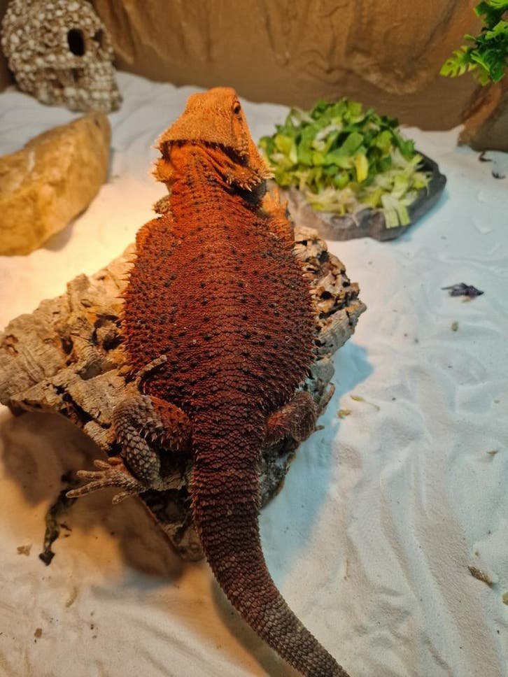 50% Red Monster Bartagame kaufen