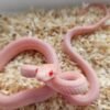 Opal Tessera Pantherophis guttatus kaufen Deutschland