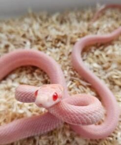 Opal Tessera Pantherophis guttatus kaufen Deutschland