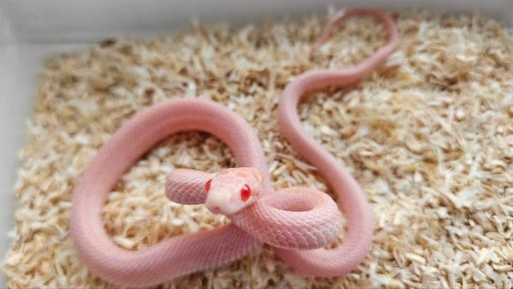 Opal Tessera Pantherophis guttatus kaufen Deutschland