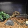 Morelia bredli Zentralaustralische Teppichpython
