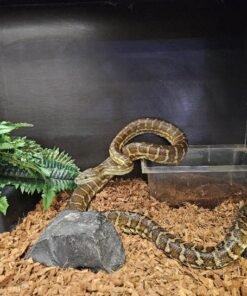 Morelia bredli Zentralaustralische Teppichpython