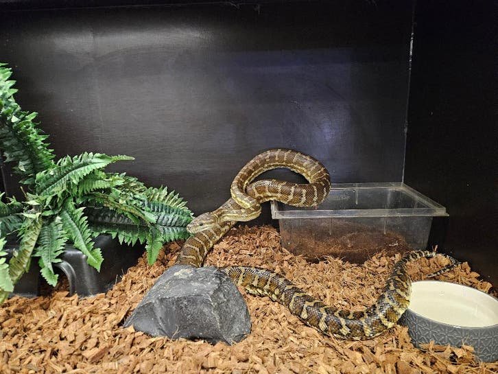Morelia bredli Zentralaustralische Teppichpython