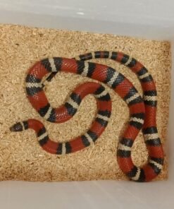 Lampropeltis polyzona nelsoni kaufen Deutschland