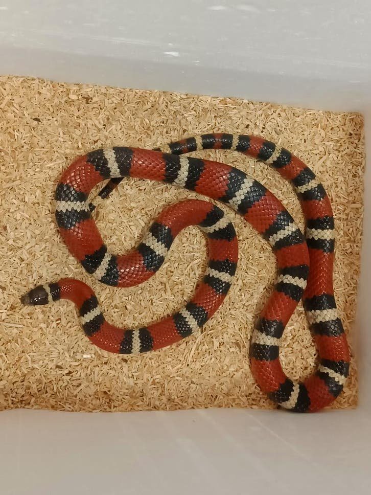 Lampropeltis polyzona nelsoni kaufen Deutschland
