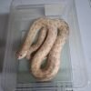 Toxic Hognose Snake Paar kaufen