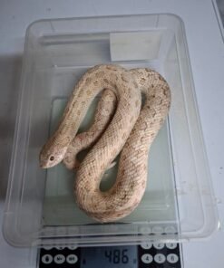 Toxic Hognose Snake Paar kaufen