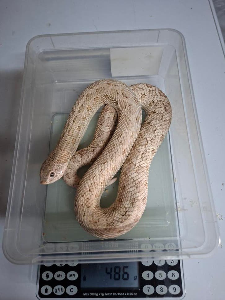 Toxic Hognose Snake Paar kaufen