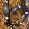Tricolor Hognose Visual Hypo