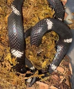 Tricolor Hognose Visual Hypo
