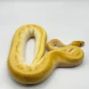 bananen-königspython-kaufen