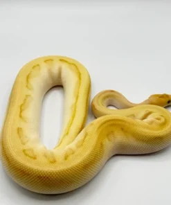 bananen-königspython-kaufen