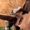 Blauzungenskink kaufen