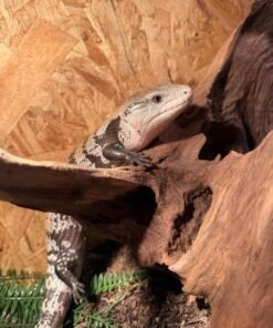 Blauzungenskink kaufen
