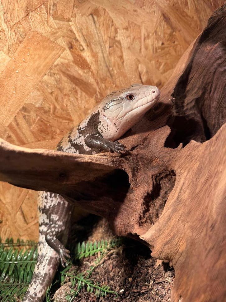 Blauzungenskink kaufen