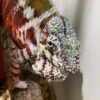 Diverse Kameleons & Geckos kaufen