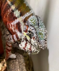 Diverse Kameleons & Geckos kaufen