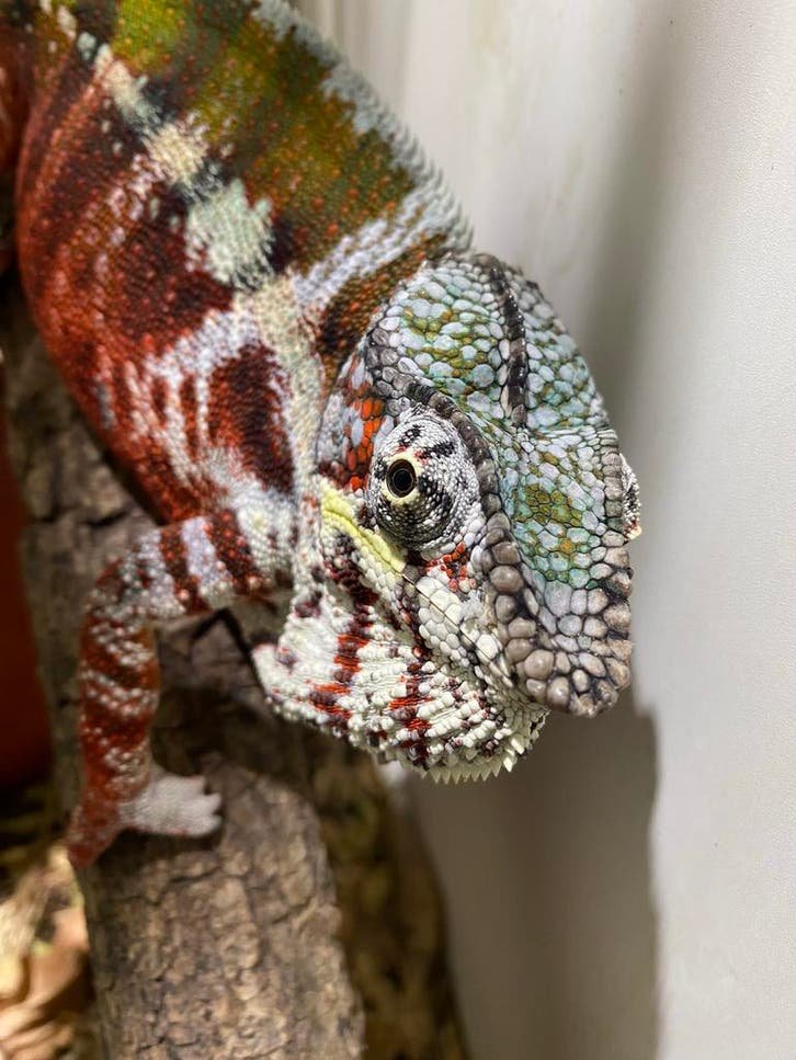 Diverse Kameleons & Geckos kaufen