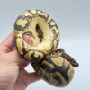 Double Het Puzzle Lavender Poss Het Pied