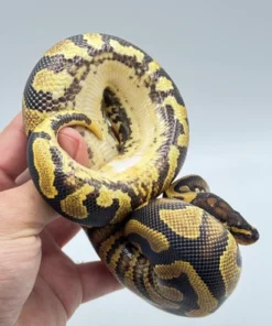 Double Het Puzzle Lavender Poss Het Pied