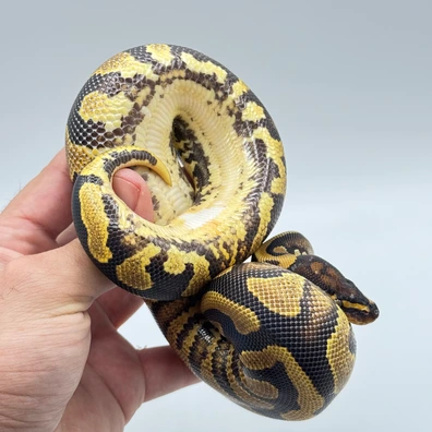 Double Het Puzzle Lavender Poss Het Pied