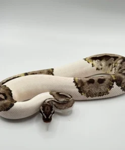 Fire Leopard Axanthic Pied Ball Python