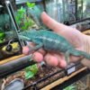 Furcifer pardalis Nosy Be kaufen