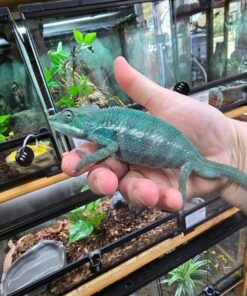 Furcifer pardalis Nosy Be kaufen