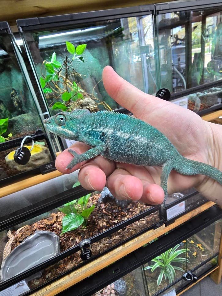 Furcifer pardalis Nosy Be kaufen