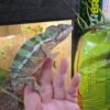 Furcifer pardalis ambilobe kaufen