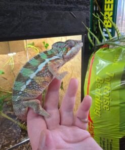Furcifer pardalis ambilobe kaufen