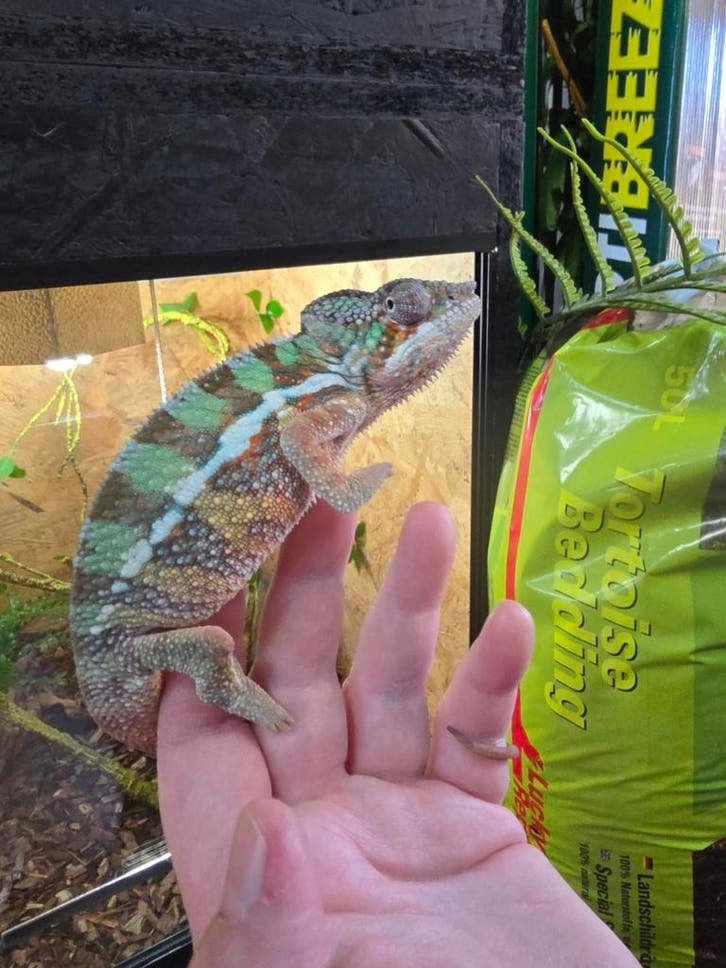 Furcifer pardalis ambilobe kaufen