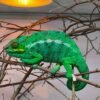 Furcifer pardalis kaufen
