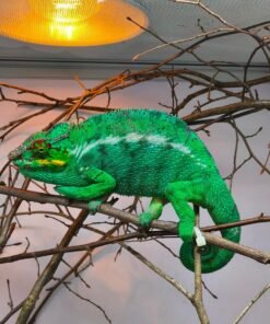 Furcifer pardalis kaufen