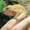 Furcifer pardalis kaufen Deutschland
