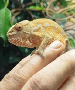 Furcifer pardalis kaufen Deutschland
